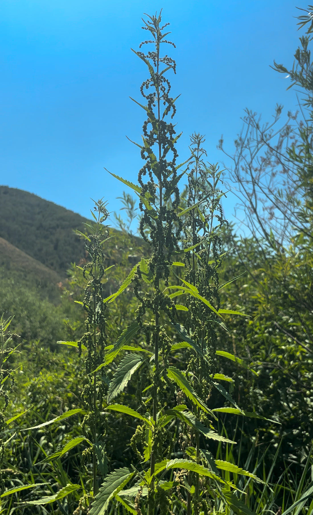 Stinging Nettle (Urtica dioica)