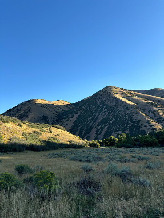 Mountain Sage: Spirit// Land// Medicine