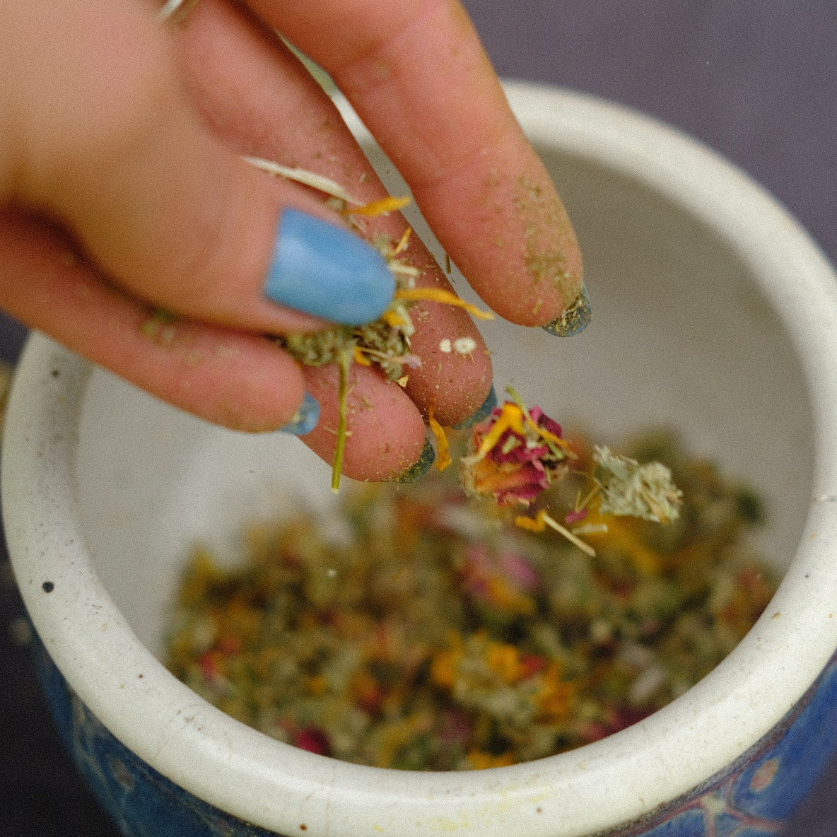 A person's hand holding a small amount of loose herbal tea leaves and pieces, over a ceramic mug filled with similar leaves, against a purple background.
